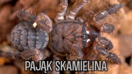 Nowe domki dla pająka DINOZAURA I NAJCENNIEJSZEGO w kolekcji! Liphistius, Hon Sej  [4K]