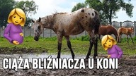 Ciąża bliźniacza u koni