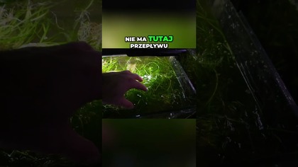 Sposób na czystą taflę wody 