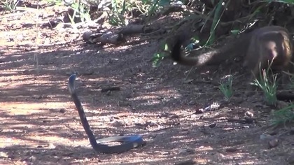 Mongoose vs Black Mamba !