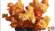 Koralowiec Cauliflower 12 cm TX-8838 | Sztuczne koralowce do akwarium | majazoo.pl