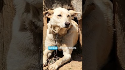 Koniec psów na łańcuchach?