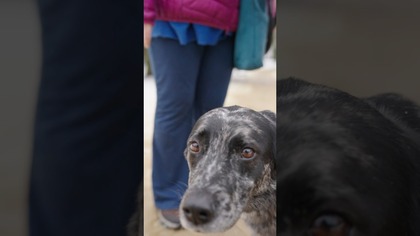 Karma sucha czy mokra? Sprawdziliśmy, co naprawdę lubią psy w Polsce!