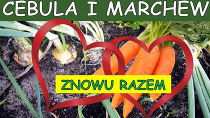  Uprawa współrzędna cebuli i marchwi.  Udane sąsiedztwo warzyw.