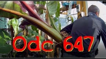 Odc--647-Wyciąganie największych bananów ze szklarni,największy sikkimensis posadzony (się złamało),