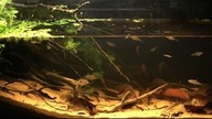 90L Akwarium - Ameryka Południowa biotop rzeki Miriñay.