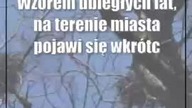 Świdnik: Skrzydlaty stróż porządku