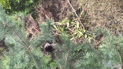 Odstrzał dzików między blokami.  Locha z młodymi zagrażała mieszkańcom