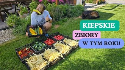 Ten sezon na warzywa jest bardzo kiepski. Pomidory dopiero się wyczerwieniają. Ogórki i cukinia już kończą sezon mączniakiem. Przegląd szklarnii.