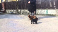 Do sprzedania buldog francuski - rodowodowy