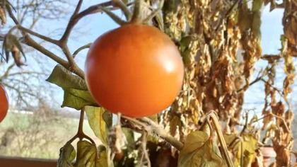 10 grudzień 2025 mistrz ogrodnictwa