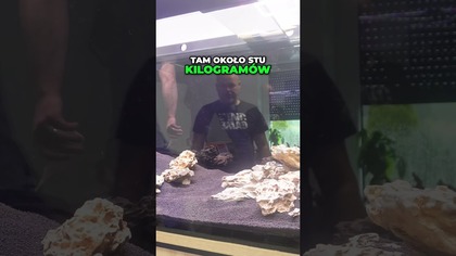 Ile dragona do 3metrowego akwarium ?