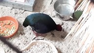 Roul roul partridge / Kuropatwa czubata / Bezszpon (Rollulus rouloul)  & 