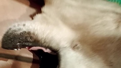 Sharp Lektor, Szopka, Rubik i życzenia na Boże Narodzenie od Skrzydlatej Kompaniji! 25. 12. 2024!