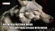 NIEZWYKŁA HISTORIA. Wilk ocalony od śmierci.