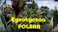 Odc-716-Znowu kwitną banany,plumerie przed zakwitem,papaje,daijaoo i inne krzaczory.