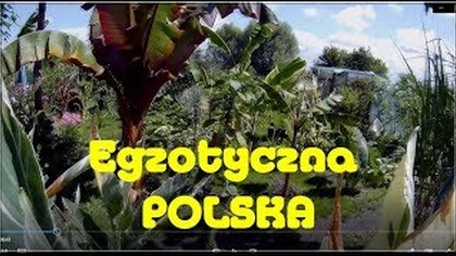 Odc-716-Znowu kwitną banany,plumerie przed zakwitem,papaje,daijaoo i inne krzaczory.