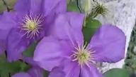 Clematis LECH KACZYŃSKI #clematisy