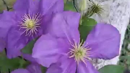Clematis LECH KACZYŃSKI #clematisy