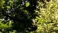 Krakowski Wsad #shortvideo