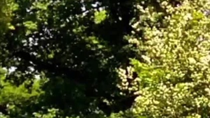 Krakowski Wsad #shortvideo