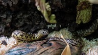 Lampropeltis floridana dostał remont 