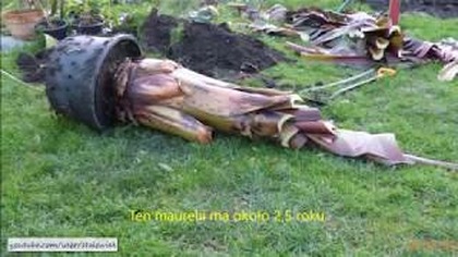  #328 Wykopywanie,cięcie, zimowanie Ensete Ventricosum Maurelii.
