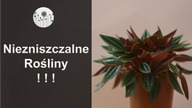 9 niezniszczalnych roslin! Rosliny domowe, ktore ciezko zabic