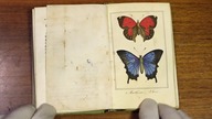 Charles Malo Les papillons z ok.  1818 r.