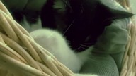  noir cat  #noir #catvideos #shorts