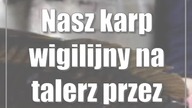 Nasz karp wigilijny: na talerz przez cierpienie