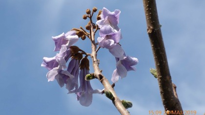 Odc-665-Kwitnąca paulownia z nasion, jak kwitnie paulownia,uprawa itp.
