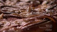 Fear Factor S04E15 Couples Fear Factor 1