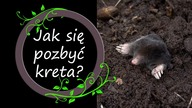 Najlepszy i sprawdzony sposób na kreta.  Co robi i jak z nim walczyć.