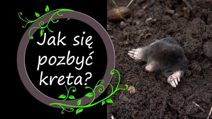 Najlepszy i sprawdzony sposób na kreta.  Co robi i jak z nim walczyć.
