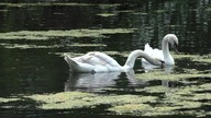 Łabędzie / Swan # 1