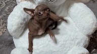 Tolek tańczy #Wednesday chihuahua