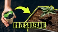 PRZESADZANIE DO MATERIAŁOWYCH DONICZEK  Uprawa ORGANICZNA | MARS HYDRO FC4800 + HESI BIO