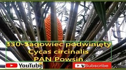 330-Sagowiec podwinięty cycas circinalis PAN Powsin