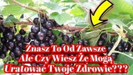 1816.  Ten Krzak Może Tyle Że Głowa Mała A Znasz Go Od Dziecka !!!