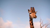 ANIMALPLANET RU - 22-07-2022 - Continuity (fragment)