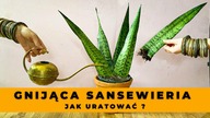 Jak uratować przelaną, gnijącą SANSEWIERIĘ ?