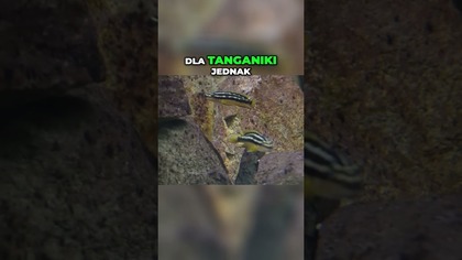  Tanganika w Piwnicy Akwarystycznej 