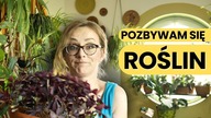 Zmuszona jestem POZBYĆ się ROŚLIN.  Roślinne aktualizacje Vlog