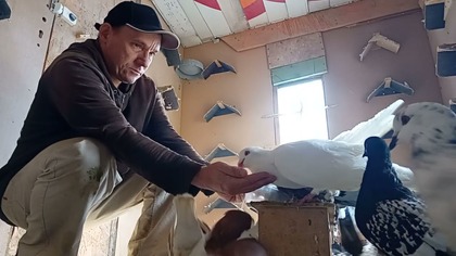 Karmienie gołębi z ręki, codzienne czynności w hodowli.