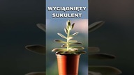 Praktyczne Roślinne Porady | Wyciągnięty Brzydki Sukulent