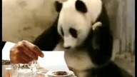 Panda dostaje rachunek