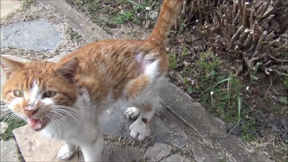 Kot przychodzi do człowieka po pomoc