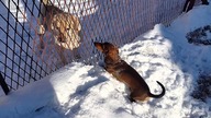 Jamnik Bax  (wersja zimowa) vs labrador