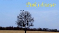 Ptak i drzewo